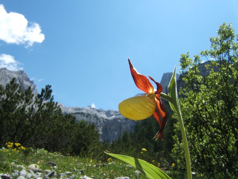 Orchidee val Brenta